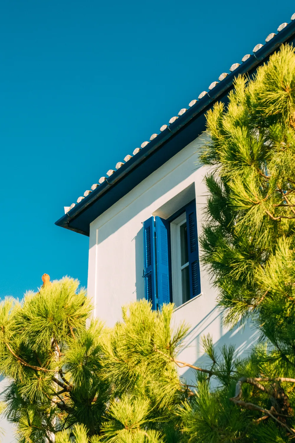 Wit huis met blauwe luiken achter dennentakken